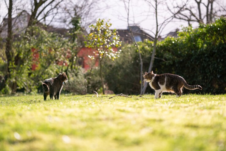 Les chats rôdent dans le voisinage, chassent, marquent leur territoire, se bagarrent avec leurs congénères.