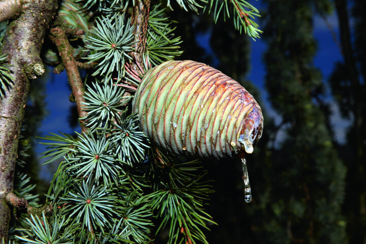 Les majestueux cèdres bleus de l'Atlas (Cedrus atlantica) ornent leurs touffes d'aiguilles gris argenté de gros cônes ovoïdes d'où s'écoule de la résine.