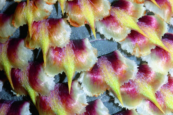 Le sapin noble (Abies procera « Glauca ») arbore, parmi ses aiguilles bleu-vert, de grands joyaux jaune-brun.