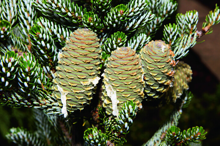 Le sapin de Corée (Abies koreana), qui pousse lentement, porte dès son plus jeune âge de gros cônes rouge pourpre, serrés les uns contre les autres.