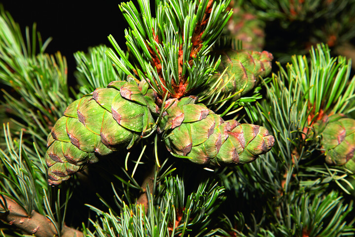 Pour le jardin familial, on te conseille le pin bleu (Pinus parviflora « Glauca »)