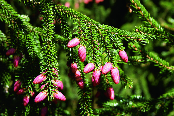 L'épicéa d'Orient (P. orientalis) se pare de fruits gracieux et pointus.