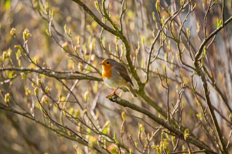 Un rouge-gorge est perché sur une branche d'une haie et trouve dans ce jardin naturel de quoi se nourrir ainsi qu'un abri protégé.