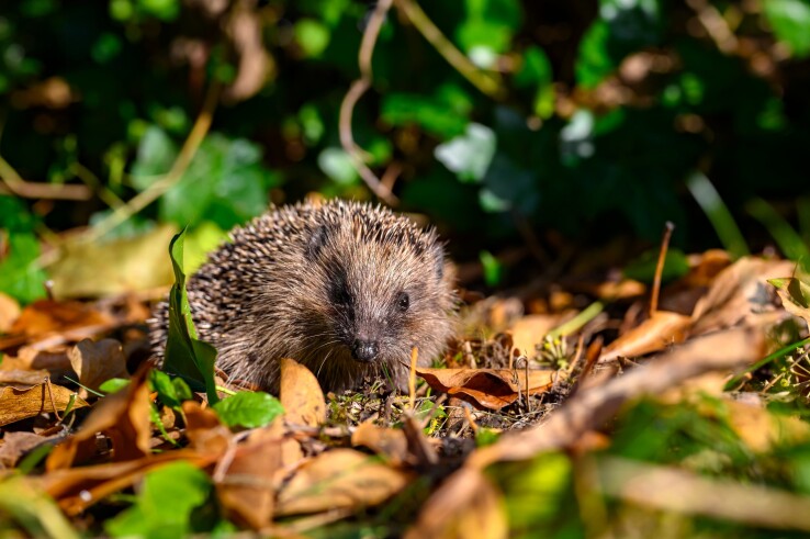 Un hérisson parmi les feuilles mortes dans un jardin naturel, à la recherche de nourriture dans un habitat proche de la nature.