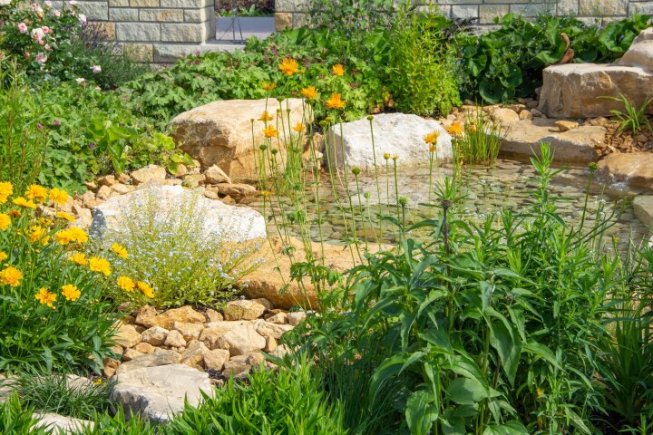 Un étang de jardin proche de la nature, agrémenté de pierres et de plantes locales, servant d'habitat aux amphibiens et aux insectes.
