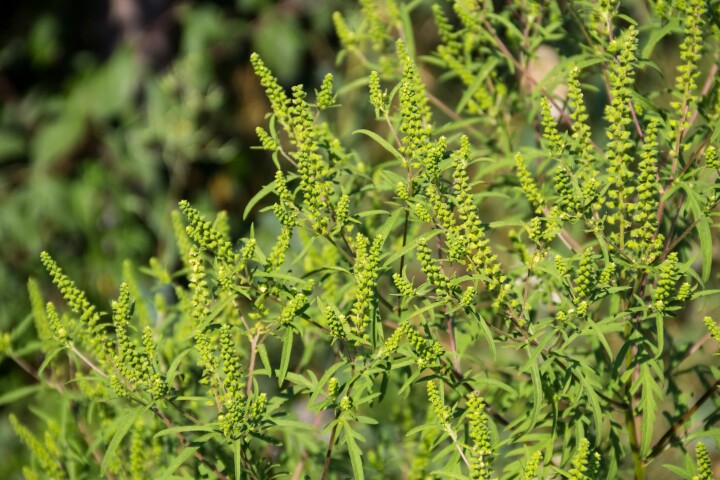 néophytes : l'ambroisie (ambrosia artemisiifolia)