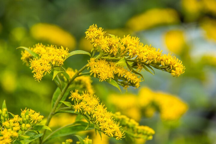 Néophytes : verge d'or canadienne (s. canadensis)