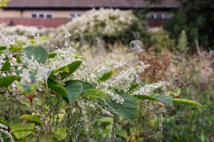 La renouée du Japon, une plante néophyte envahissante, se propage dans un jardin.