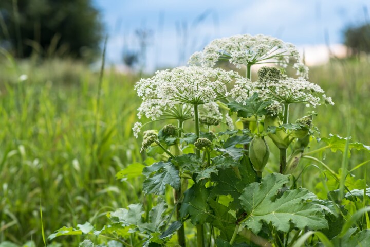 néophytes : berce géante (heracleum mantegazzianum)