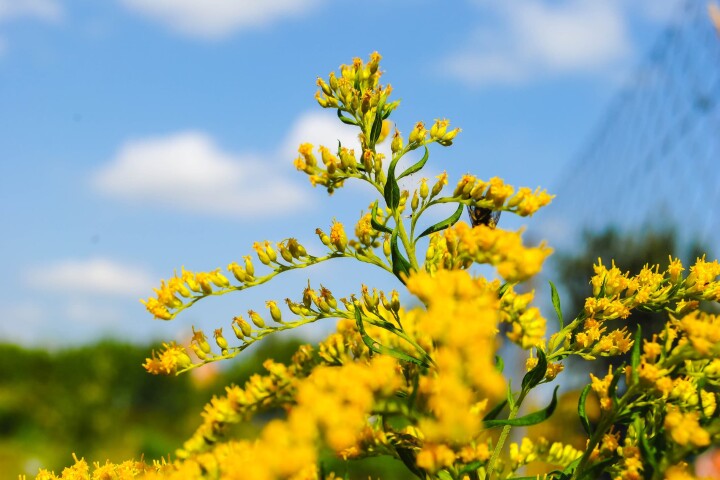 Néophytes : verge d'or américaine (solidago gigantea)