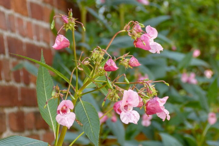 Néophytes : impatiente glanduleuse (impatiens glandulifera)