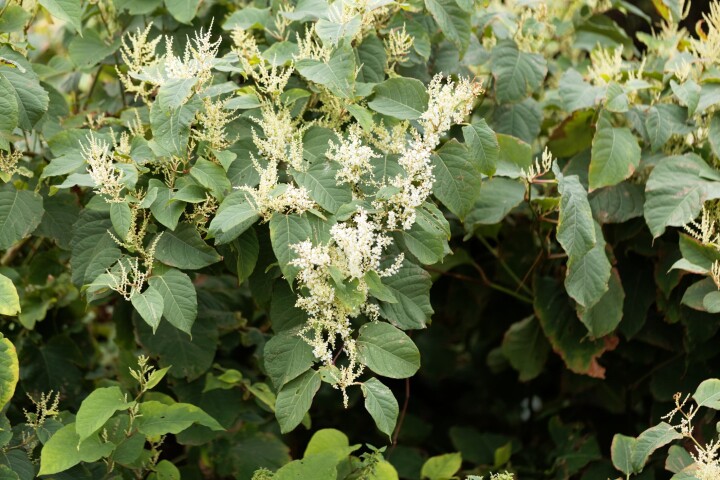 Néophytes : renouée du Japon (fallopia japonica)