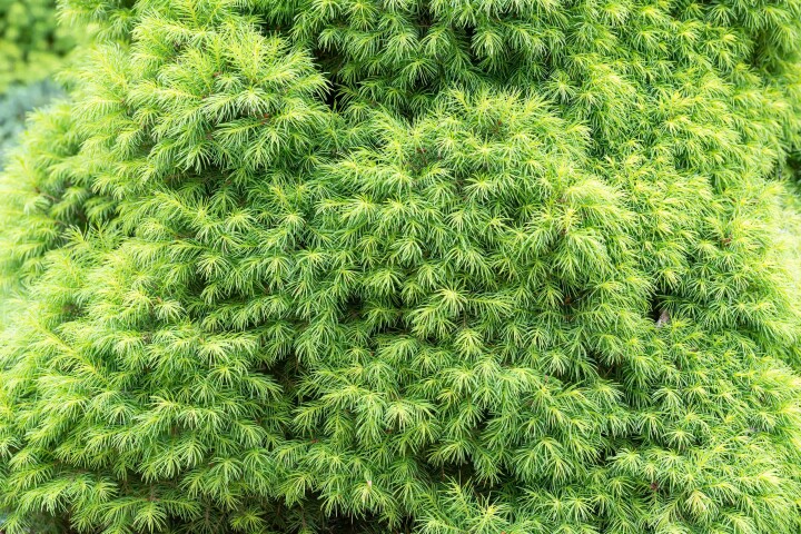 Picea abies «Nidiformis»