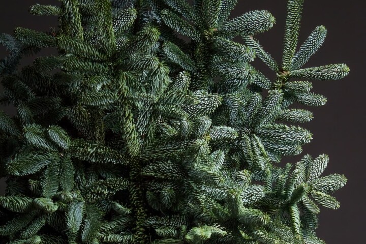 Sapin nobilis