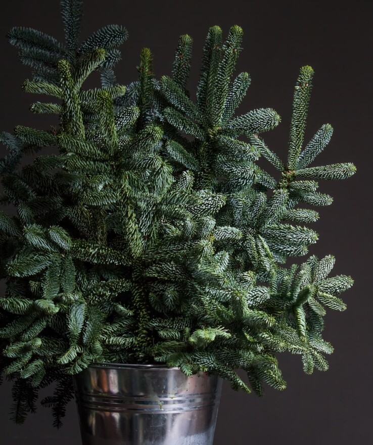 Sapin nobilis