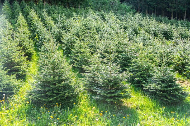 Sapin Nordmann