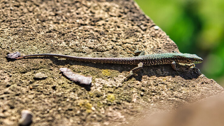 Un lézard se réchauffe au soleil sur une surface rocheuse.