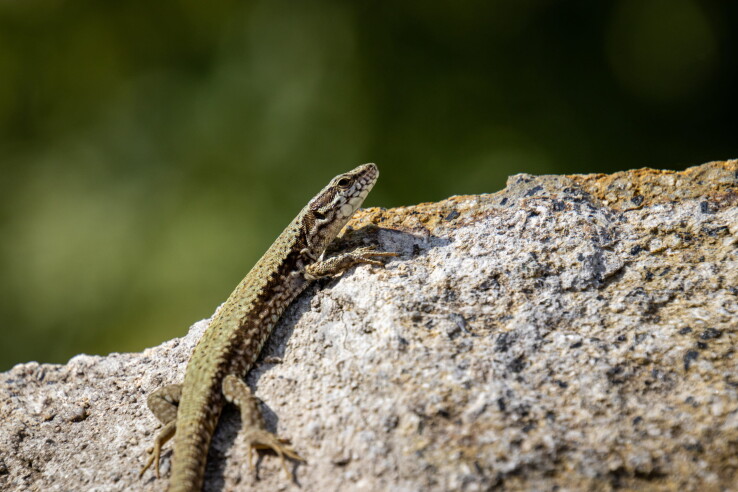 Un lézard des souches se prélasse au soleil sur une pierre claire dans un jardin naturel.