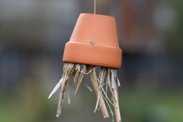 Un pot en terre cuite rempli de paille pour servir d'abri aux perce-oreilles dans un jardin naturel.