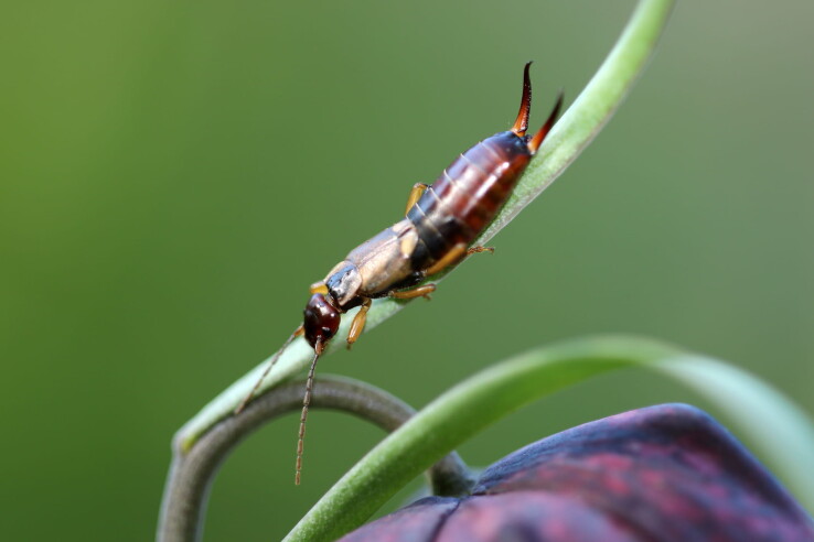 Un perce-oreille commun sur une fleur dans le jardin – un allié utile contre les pucerons.