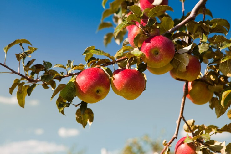Des pommes mûres sur un arbre fruitier avant le greffage et la multiplication.