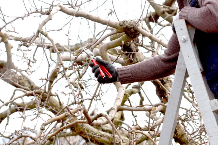 Une personne taille correctement un arbre fruitier à l'aide d'un sécateur pour favoriser une croissance saine et une récolte abondante.
