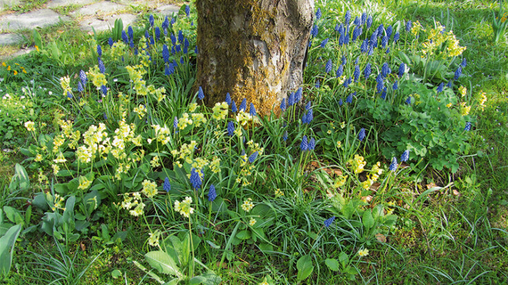 Plantation au pied d'un arbre fruitier avec des fleurs de printemps et des muscaris
