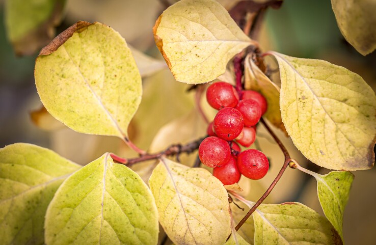 Des baies rouges de schisandra parmi les feuilles d'automne jaunies