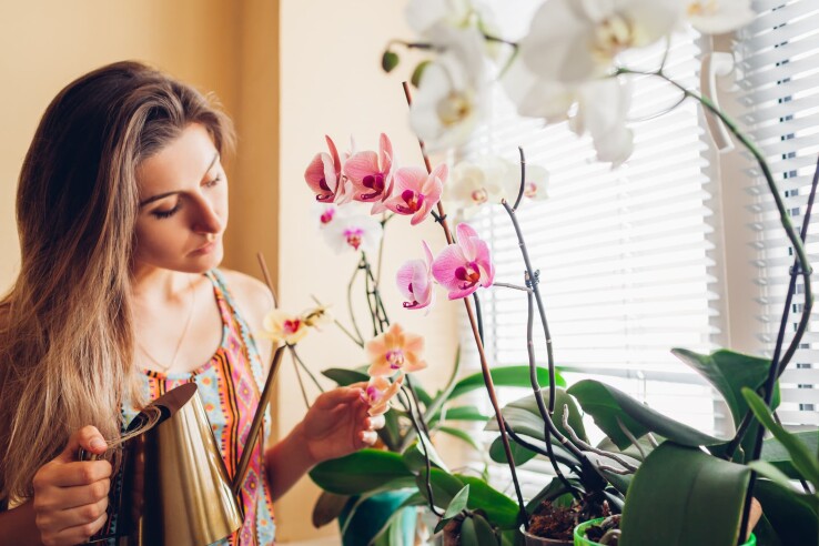 Une dame s'occupe de ses orchidées sur le rebord de la fenêtre.