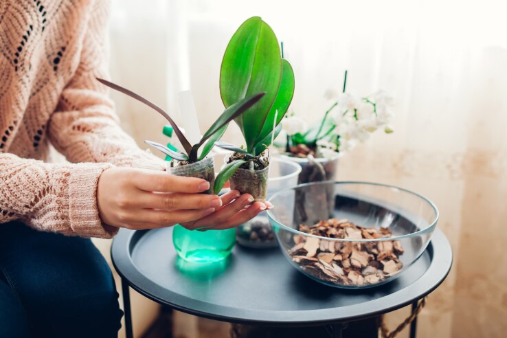 Une personne tient deux jeunes boutures d'orchidées dans des pots transparents, au-dessus d'un bac rempli de substrat pour orchidées.
