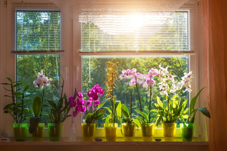 Des orchidées sur un rebord de fenêtre clair, baigné de lumière indirecte : un emplacement idéal pour une croissance saine