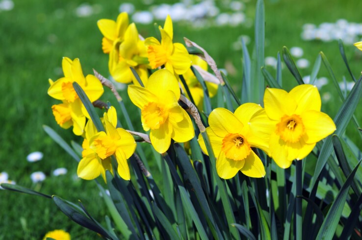 Jonquilles