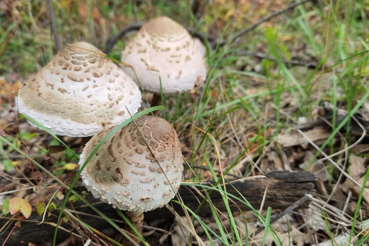 Coulemelle ou lépiote élevée (Macrolepiota procera)