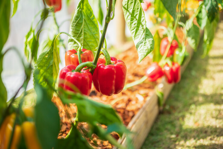 Les poivrons rouges poussent sur une plante dans une jardinière surélevée, sur un balcon ensoleillé ou dans le jardin.