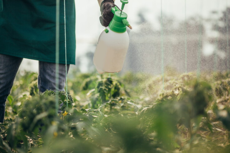 Une personne pulvérise un liquide sur les plantes du potager – image symbolique illustrant l'utilisation de pesticides dans le jardin.