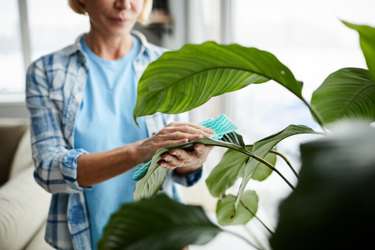 Une personne nettoie les feuilles d'une plante d'intérieur avec un chiffon doux.