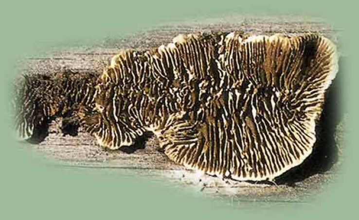 Feuilles de bois