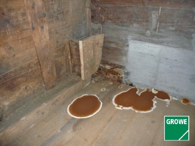 Corps fructifère de la mérule sur un plancher en bois dans un bâtiment, signe typique d'une infestation fongique.