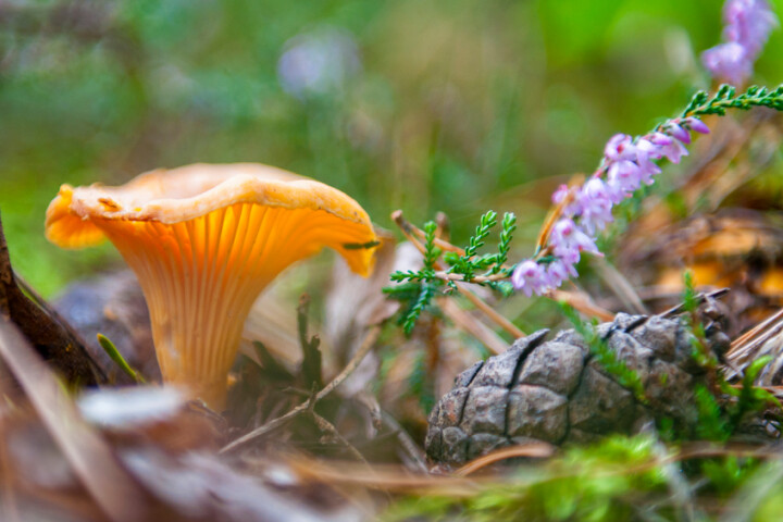 Chanterelle (Cantharellus cibarius)