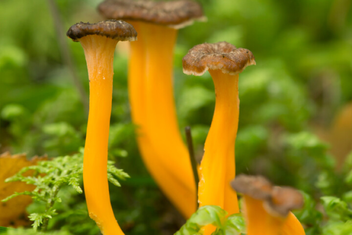 Chanterelle jaune (Cantharellus lutescens)