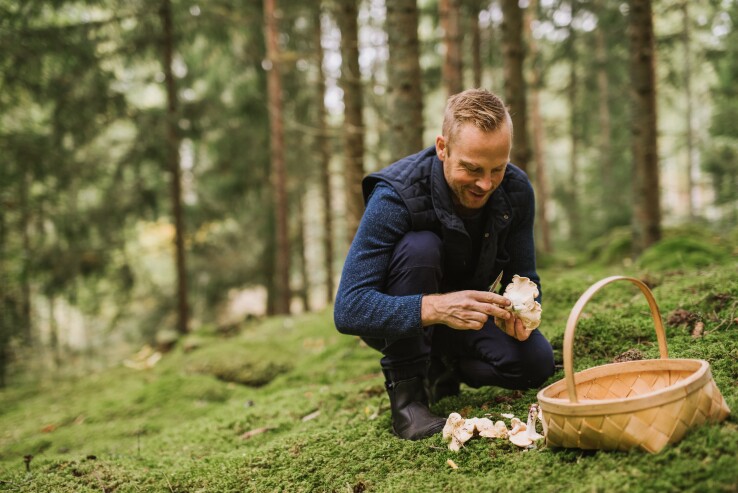 Un homme cueille des champignons comestibles dans une forêt suisse, muni d'un panier.
