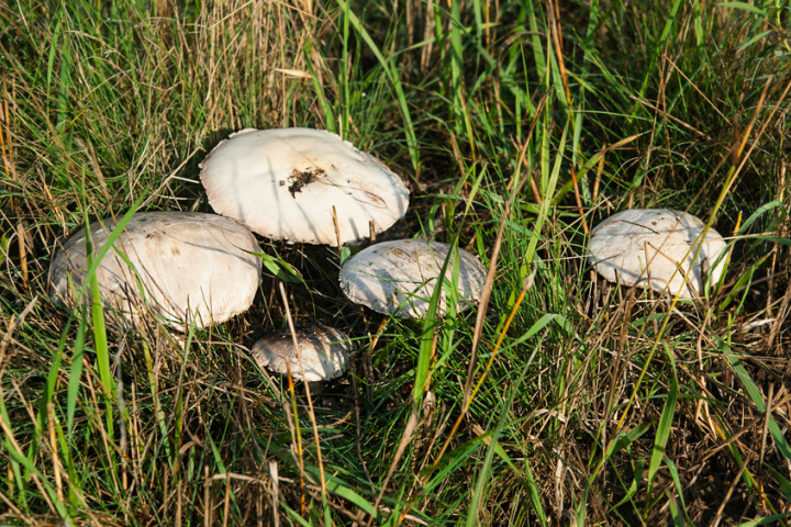 Agaric des jachères (Agaricus arvensis)