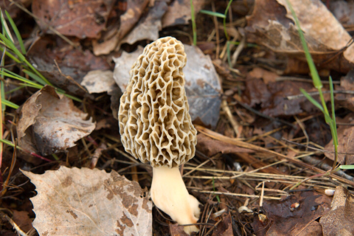 Morille comestible (Morchella esculenta)