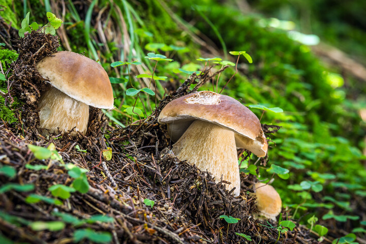 Cèpe de Bordeaux ou bolet comestible (Boletus edulis)