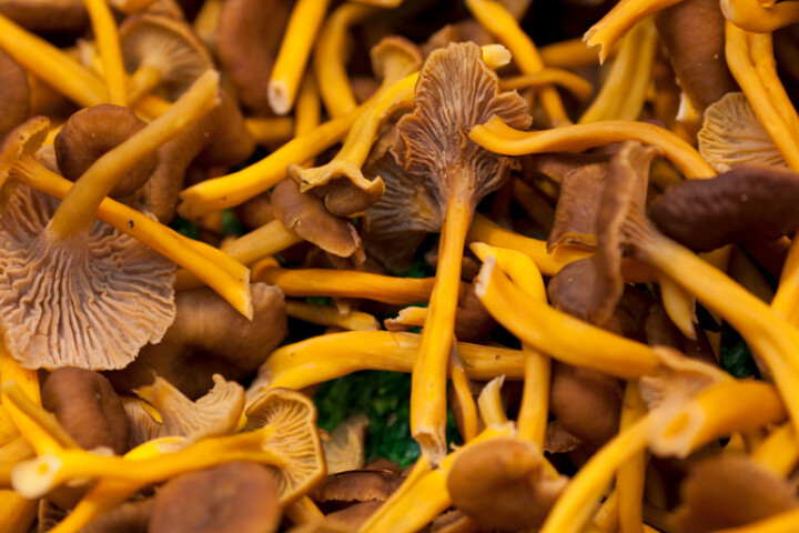 Chanterelle en tube (Cantharellus tubaeformis)