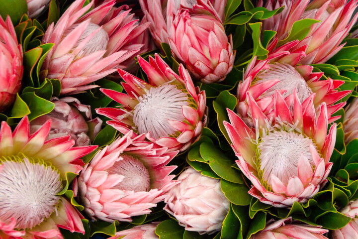 Rosa blühende Königsproteen (Protea) mit grossen, markanten Blütenköpfen und grünem Laub.