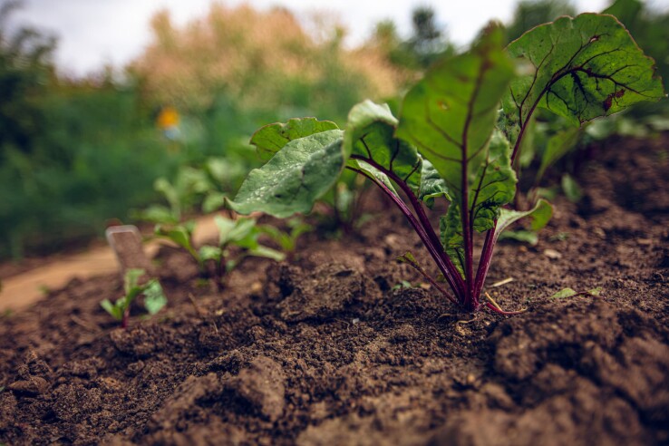De jeunes plants de betteraves poussent dans un potager au sol meuble et parsemé de feuilles vertes.