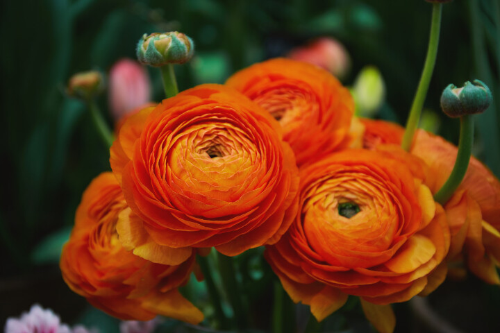 Orange Ranunkeln mit dicht gefüllten Blüten im Garten