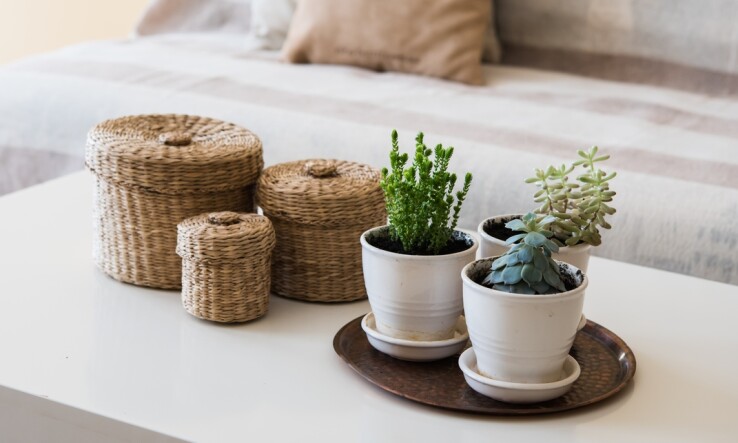 Trois paniers et trois petites plantes succulentes posés sur une table de salon.