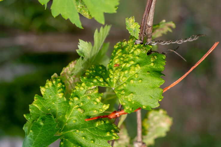Feuille de vigne présentant des protubérances caractéristiques ressemblant à des boutons, dues à une infestation par l'acarien responsable de la variole de la vigne.